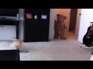the dog got scared and ran away [low, 360p]